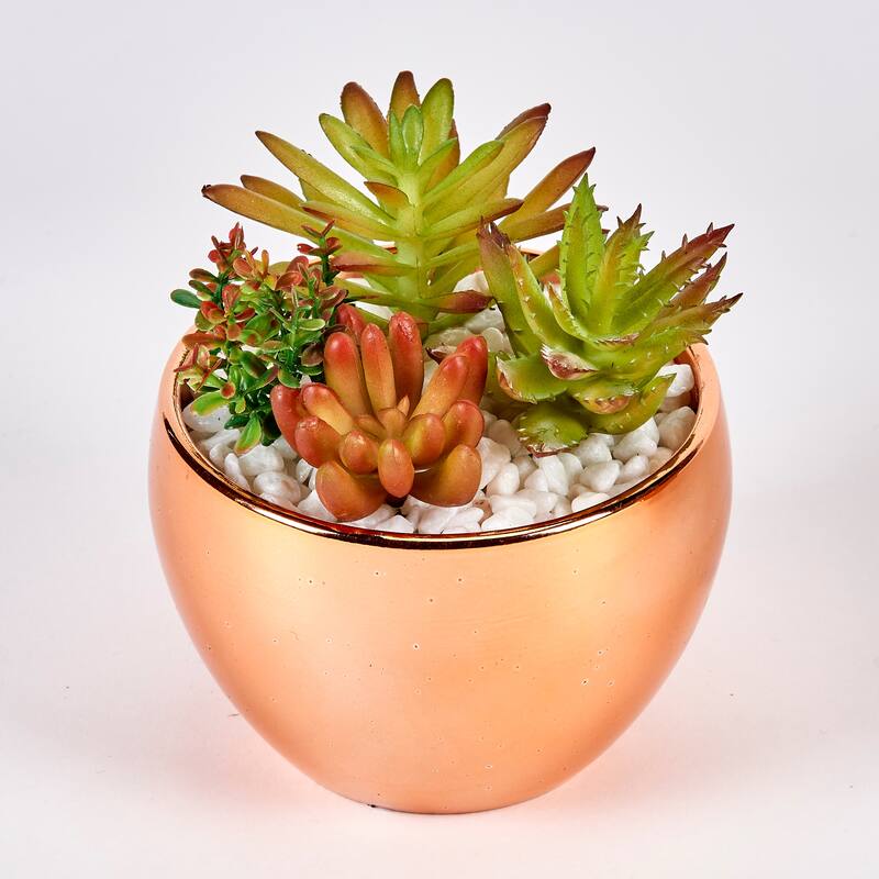 Succulents in 3.5" Diameter Gold Ceramic Pot - Green - 4