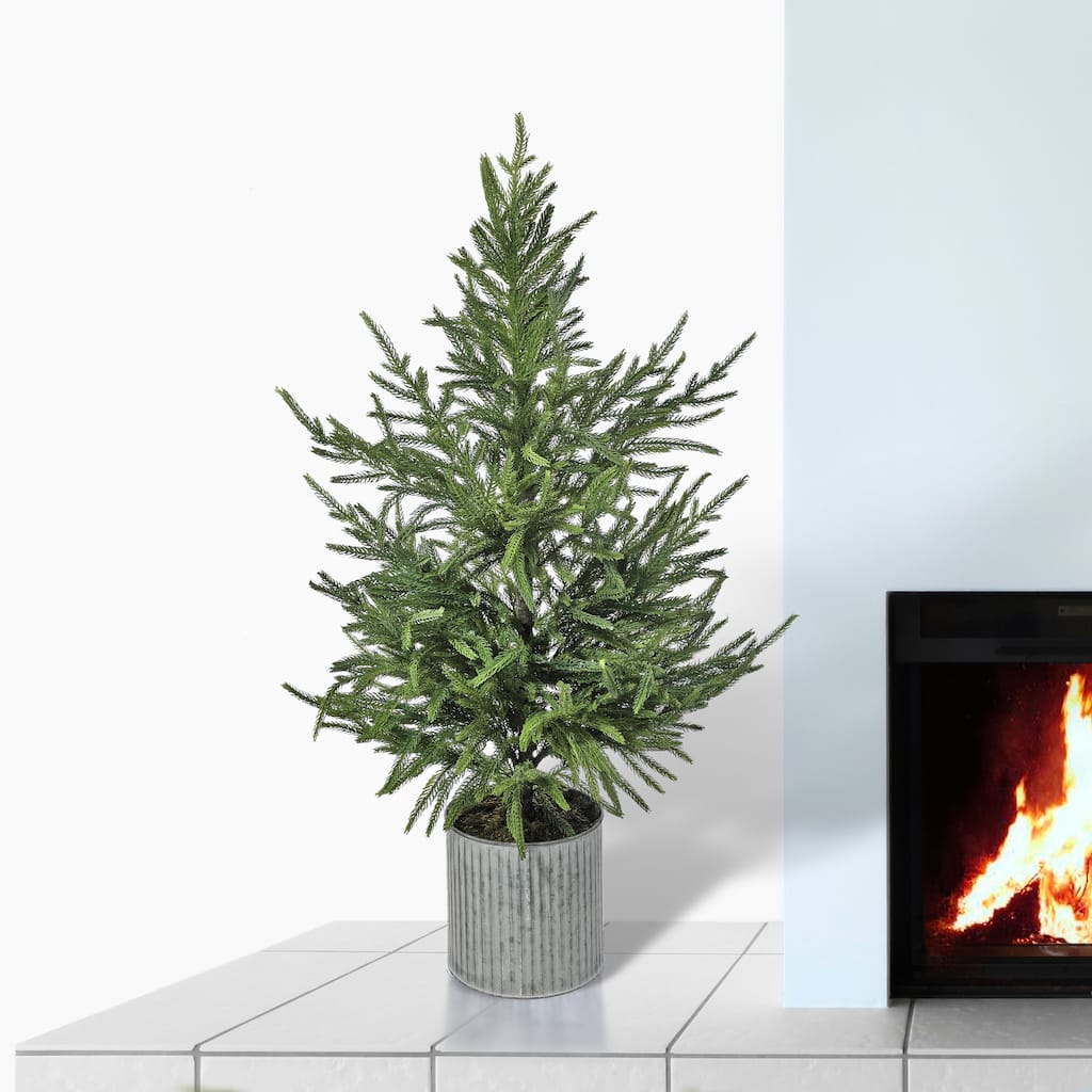 36" Potted Norfolk Pine Tree