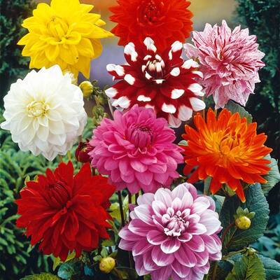 Van Zyverden Dahlias Decorative Mixed Set of 7 Bulbs