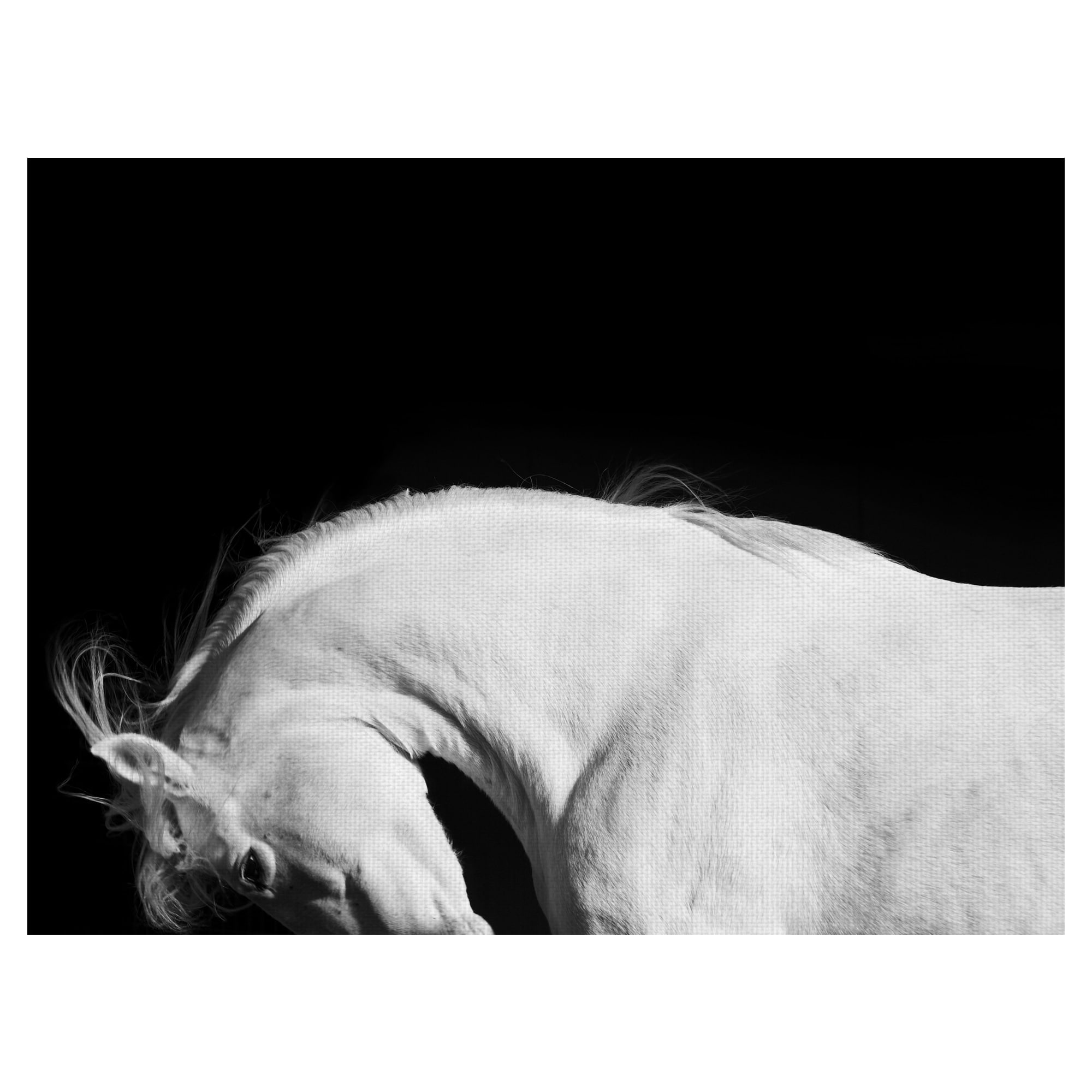 White Beauty by Belle Maison Canvas Art Print