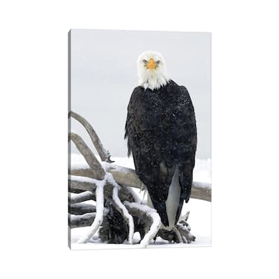 iCanvas "Eagle Alaska XIX" by Miguel Lasa Canvas Print