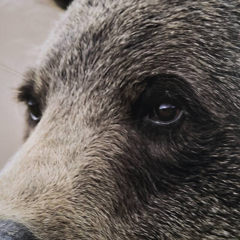 Bear Focus - Hush Framed Art Print