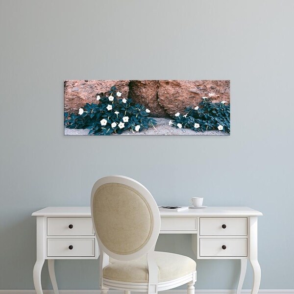 Easy Art Prints Panoramic Image 'Darura blooms after spring rains in Box Canyon, Mecca, California' Canvas Art