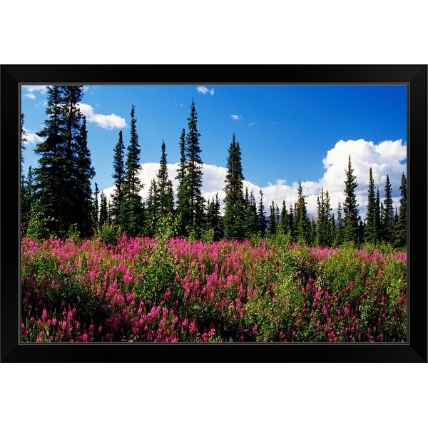"Pink fireweed flowers blooming in forest clearing, Alaska" Black Framed Print
