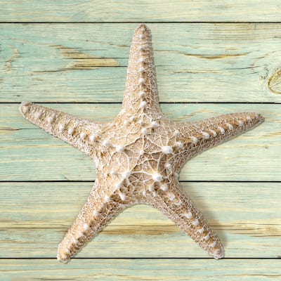 8" Polystone Starfish