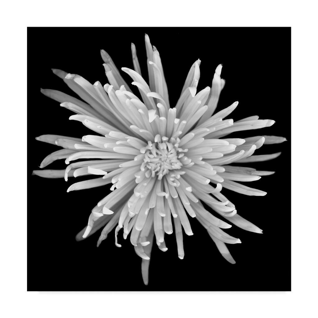 Susan S. Barmon 'Chrysanthemum 1 Black And White' Canvas Art