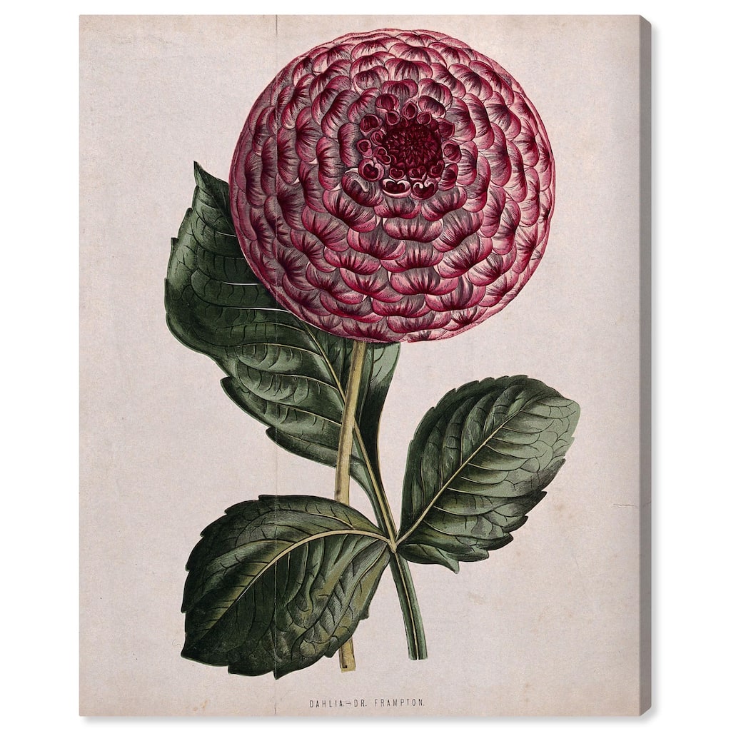 A dahlia Canvas by Art Remedy, Gallery Wrapped