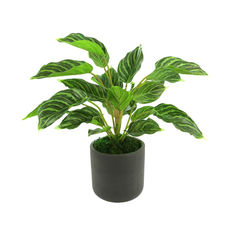 Rohdea Japonica Bush in Fiberstone Pot