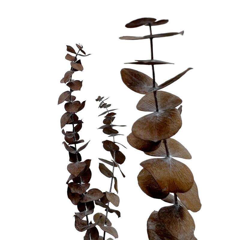 Bundle of 4 Preserved Eucalyptus Leaves ,17-23" long - 20 inches
