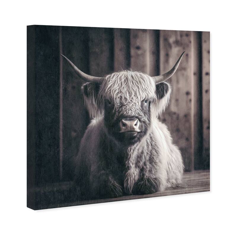 Wynwood Studio Canvas Animals Baby Highland Cow Brown and Dark Brown Rustic Wall Art Canvas Print - Brown, White