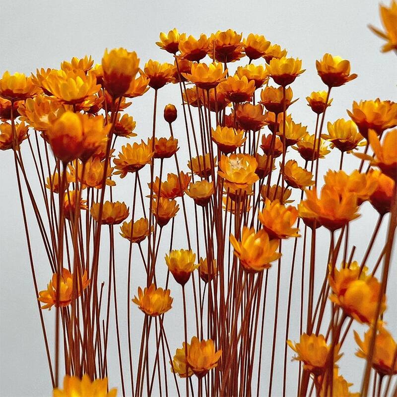 Bundle of 4 Preserved Little Star Flower,16-20" long - 16-22 inch