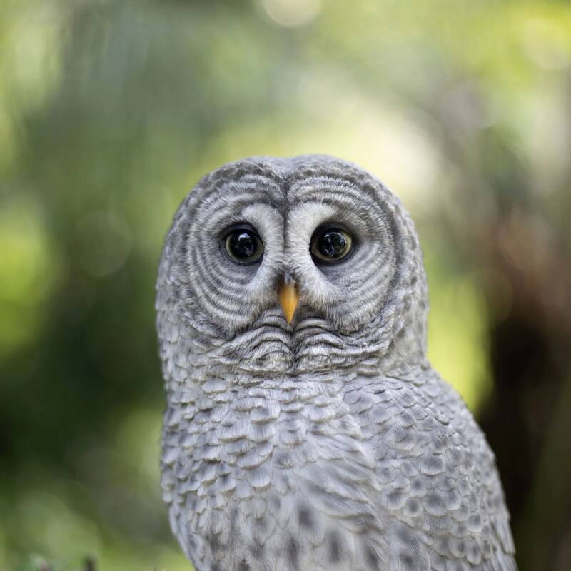 Tawny Owl Standing on Branch Outdoor Garden Statue - 13.75"
