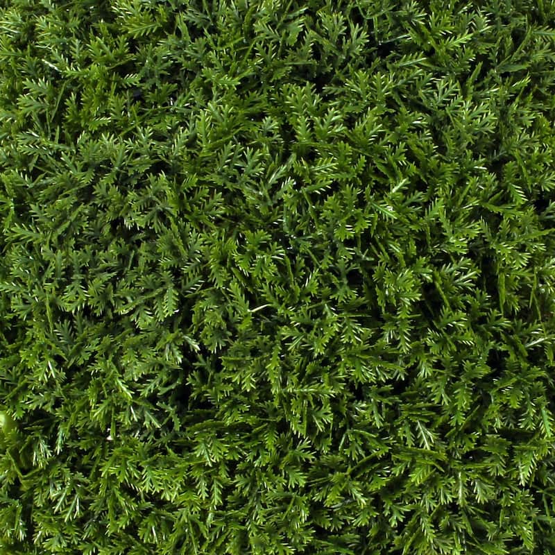 Cypress Topiary Ball