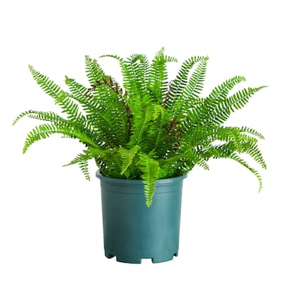 23-in UV Resistant Artificial Boston Fern Plant (Indoor/Outdoor) - Green