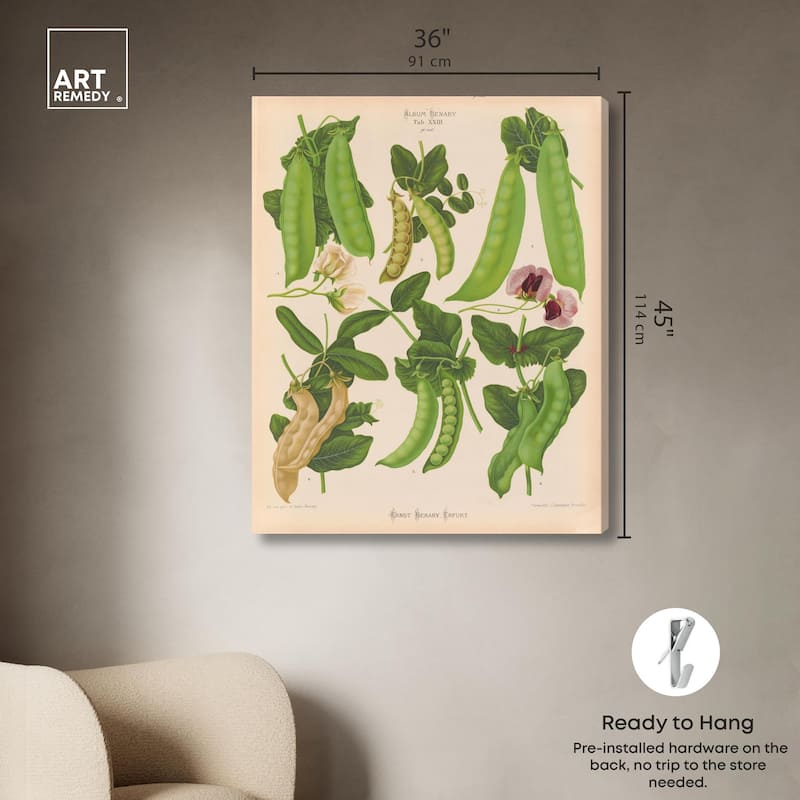 Podded Peas from Benary 1876 Canvas by Art Remedy, Gallery Wrapped