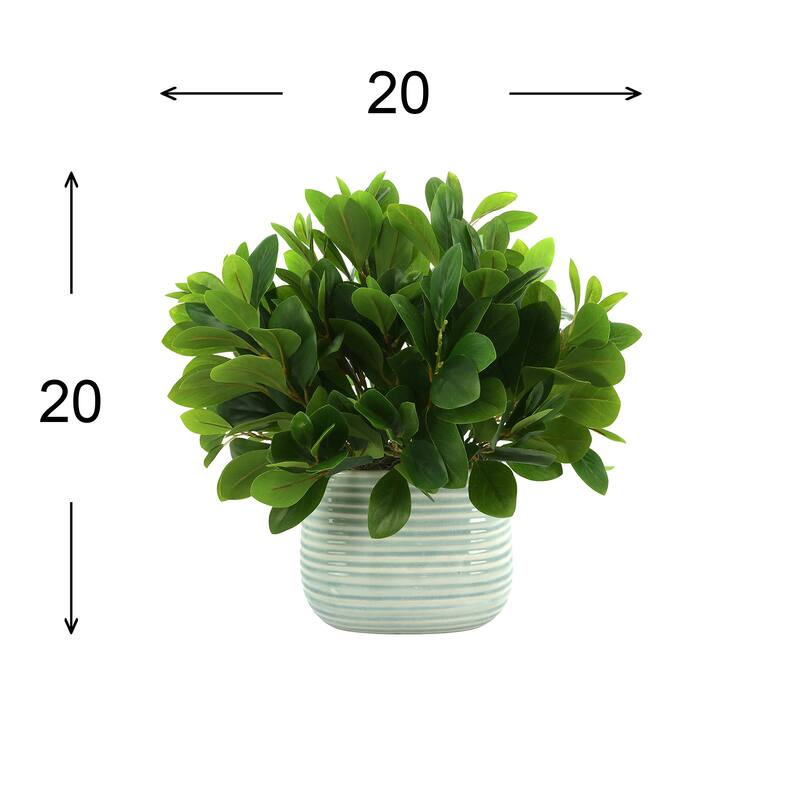Peperomia Bush in Ceramic Pot
