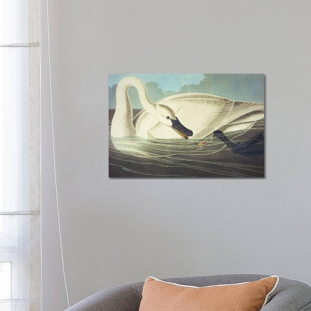 iCanvas "Trumpeter Swan II" by John James Audubon Canvas Print