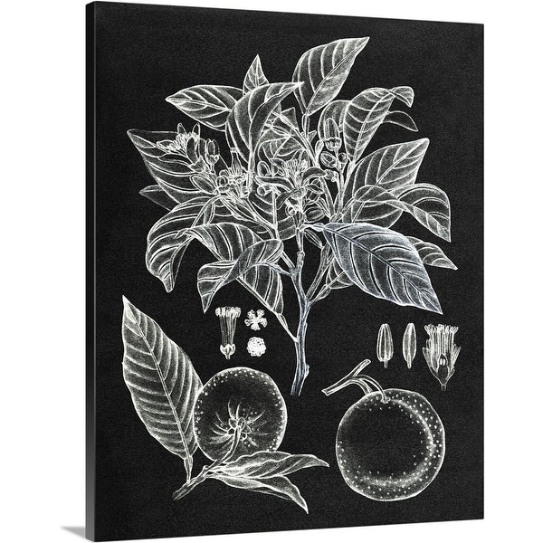 "Citrus Botanical Study II" Canvas Wall Art
