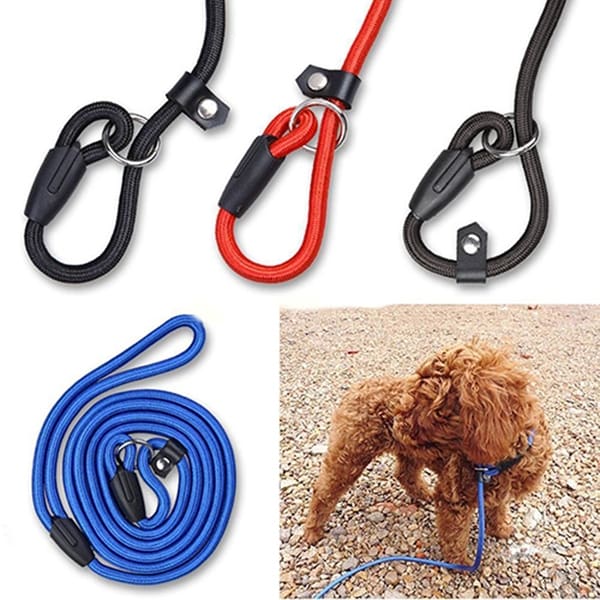Lead hotsell dog training