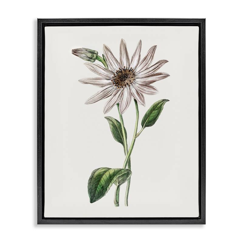 Stupell Vintage Mum Sprig Framed Floater Canvas Wall Art Design By CAD Designs - 25 x 31 - Black
