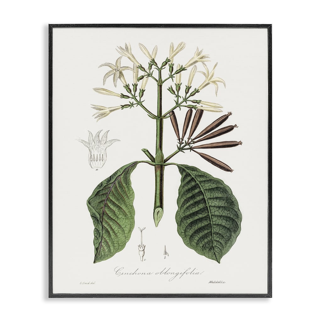 Stupell Vintage Flora Study Framed Giclee Art Design By CAD Designs