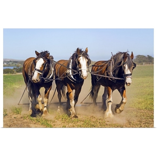 "Clydesdale horse team working on Churchill Island, Victoria, Australia" Poster Print