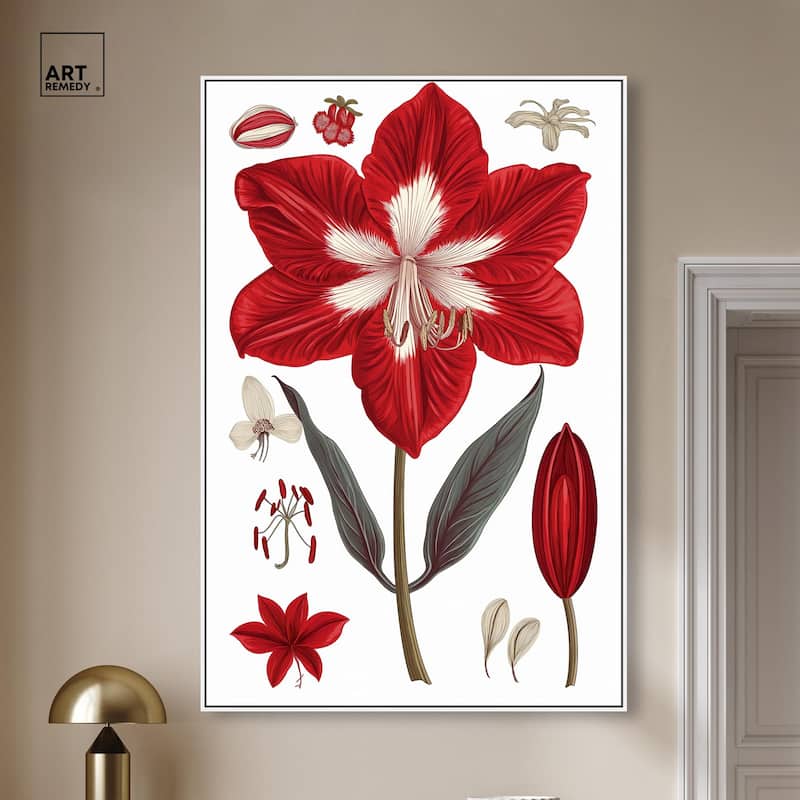 Amaryllis Anatomy Canvas by Art Remedy