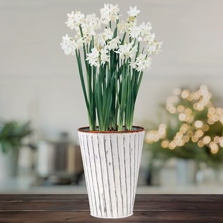 Van Zyverden Paperwhite Kit with White Chalk Metal Cachepot - Bed Bath ...