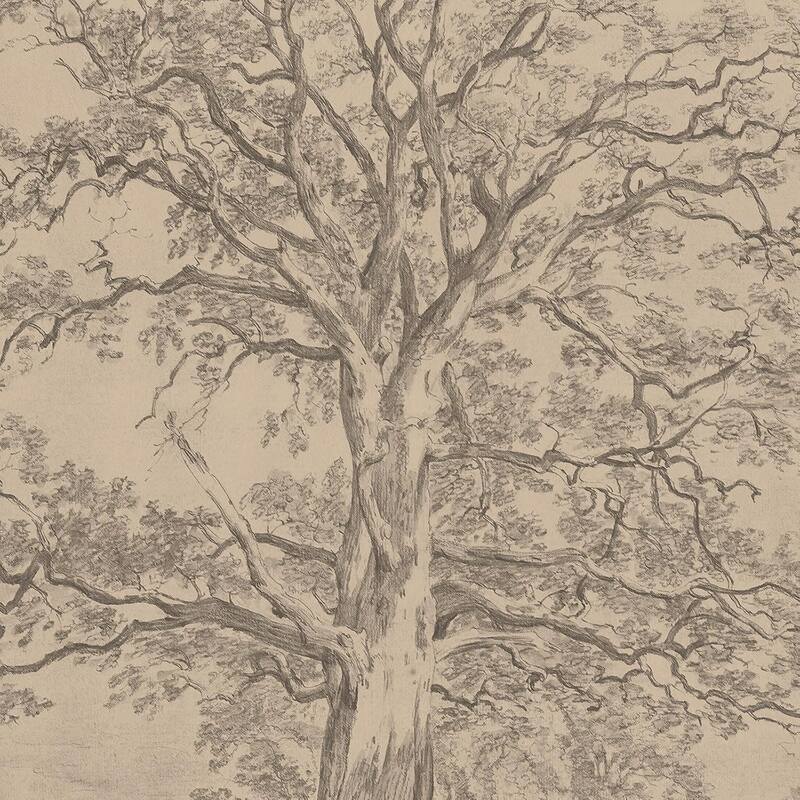Big Tree Sketch Botanical Forest Antique Canvas Artwork Set