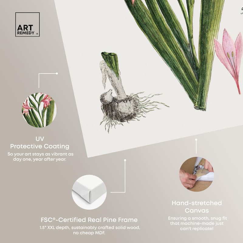 Gladiolus Carneus Canvas by Art Remedy, Gallery Wrapped