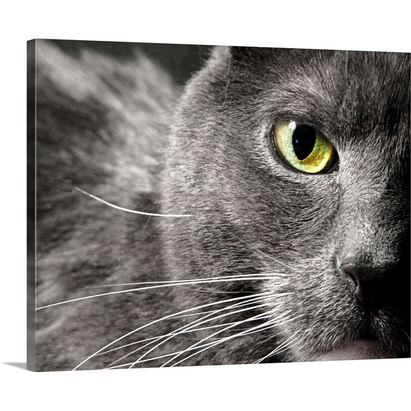 Shop A Very Close Image Of A Gray Cat S Face Showing Only One