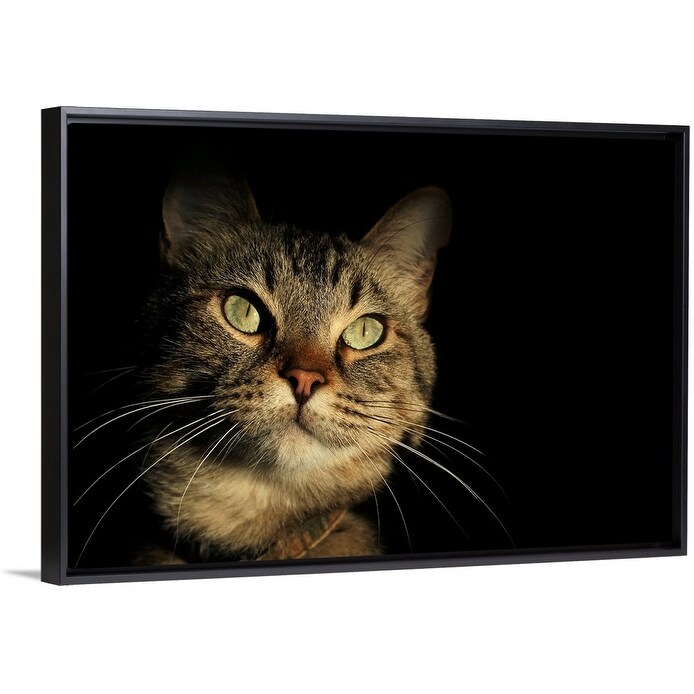 Shop Tabby Cat Face Against Black Background Black Float Frame