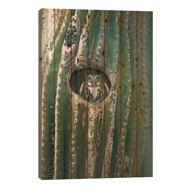Ferruginous Pygmy Owl Adult Peering Out From Nest Hole In Saguaro Cactus, Altar Valley, Arizona Print On Wood by Tom Vezo - 26x18x1.5