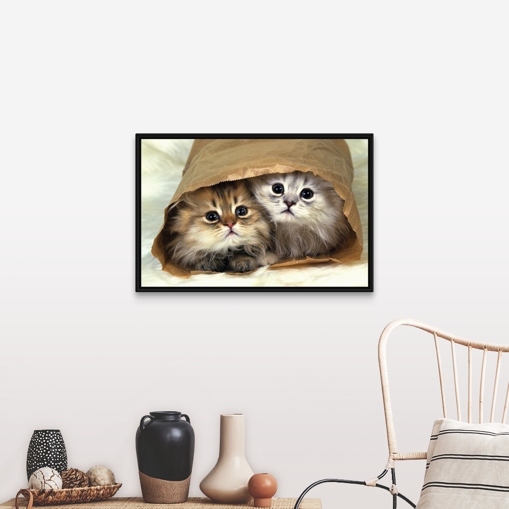 Shop Two Persian Cats In A Little Paper Bag Looking At Camera