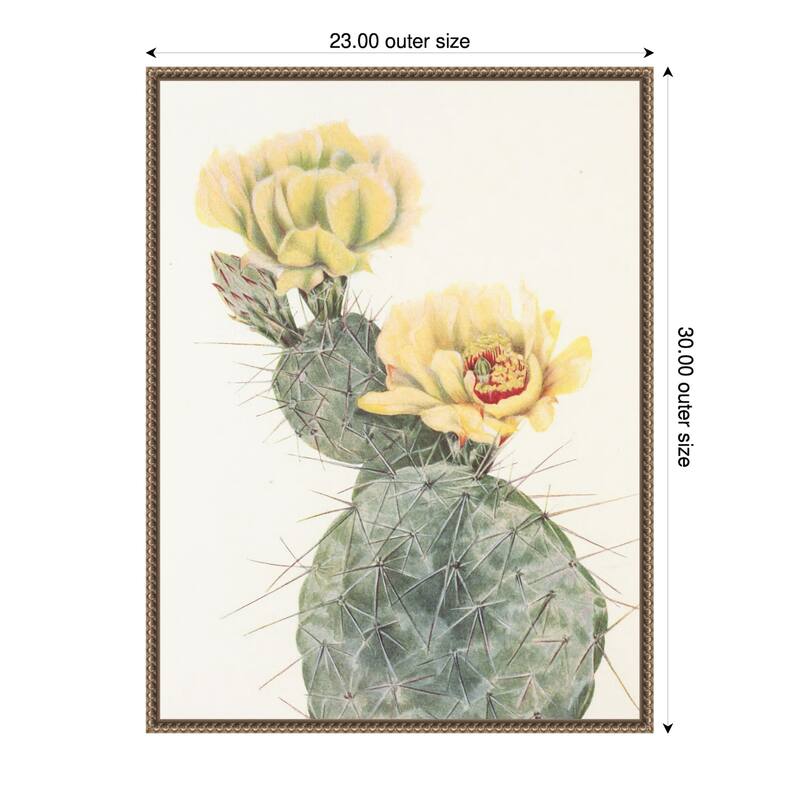 Missouri Prickly Pear From North American Wildflowers (1925) by Mary Vaux Walcott (23 x 30 in.), Framed Canvas Wall Art Print
