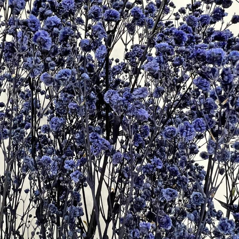 Bundle of 4 Preserved Gypsophila, Baby's Breath,24" long - 24 inch