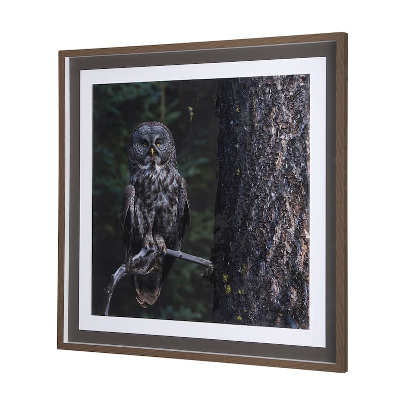 Night Owl Framed Art Print