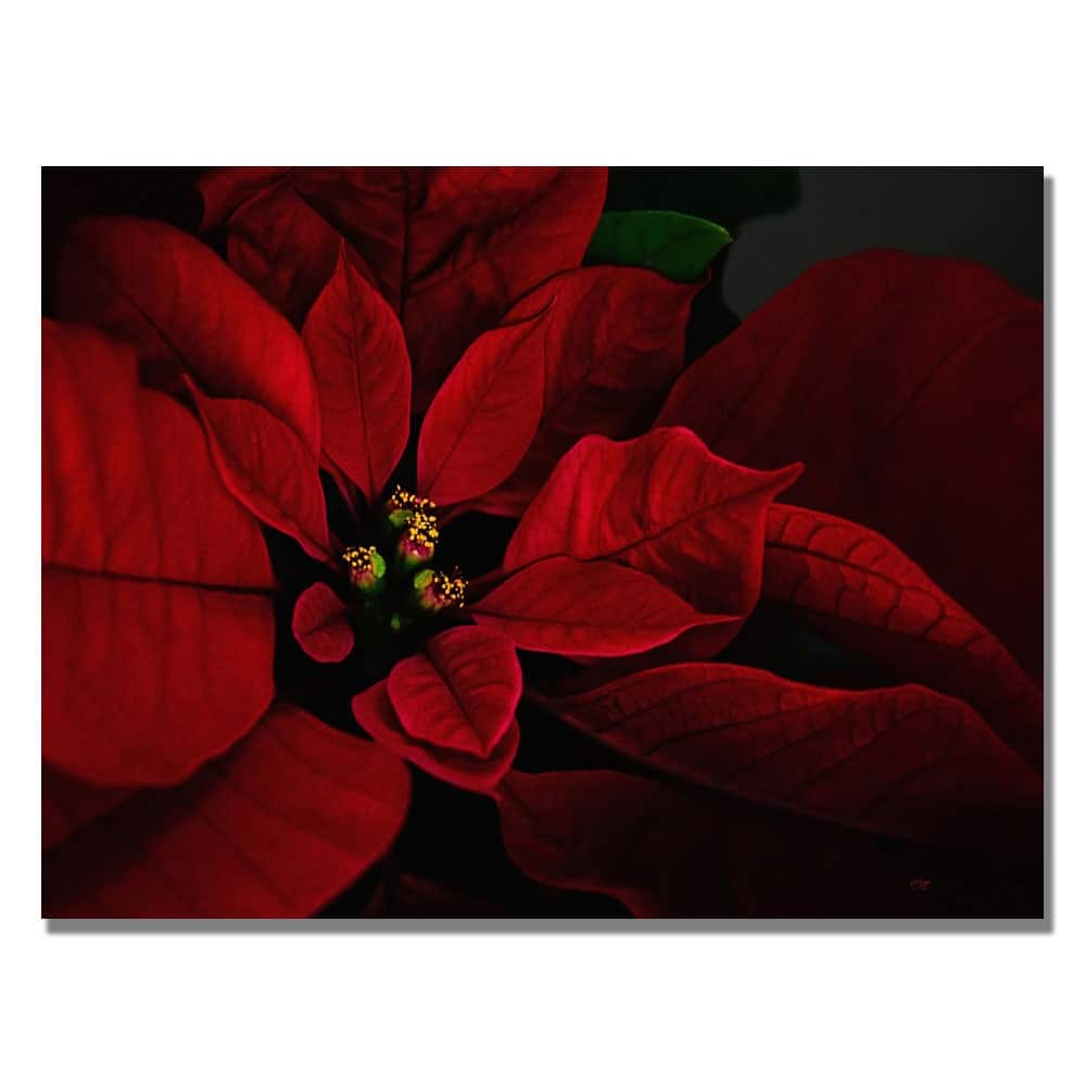 Lois Bryan 'Poinsettia' Canvas Art