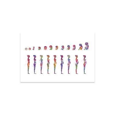 Pregnancy Stages Print On Acrylic Glass by Genefy Art