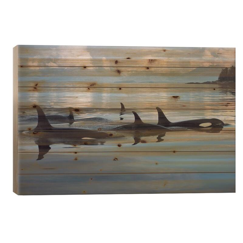 Orca Group, Johnstone Strait, British Columbia, Canada Print On Wood by Flip Nicklin - Multi-Color - 26x40x1.5