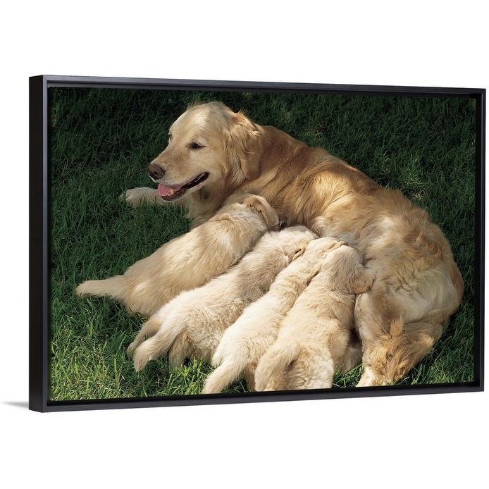 golden retriever picture frame