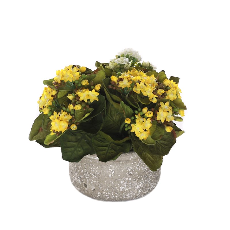 Kalanchoe Flower Bushes White, Yellow in Stone Round Pot - Yellow, white, green