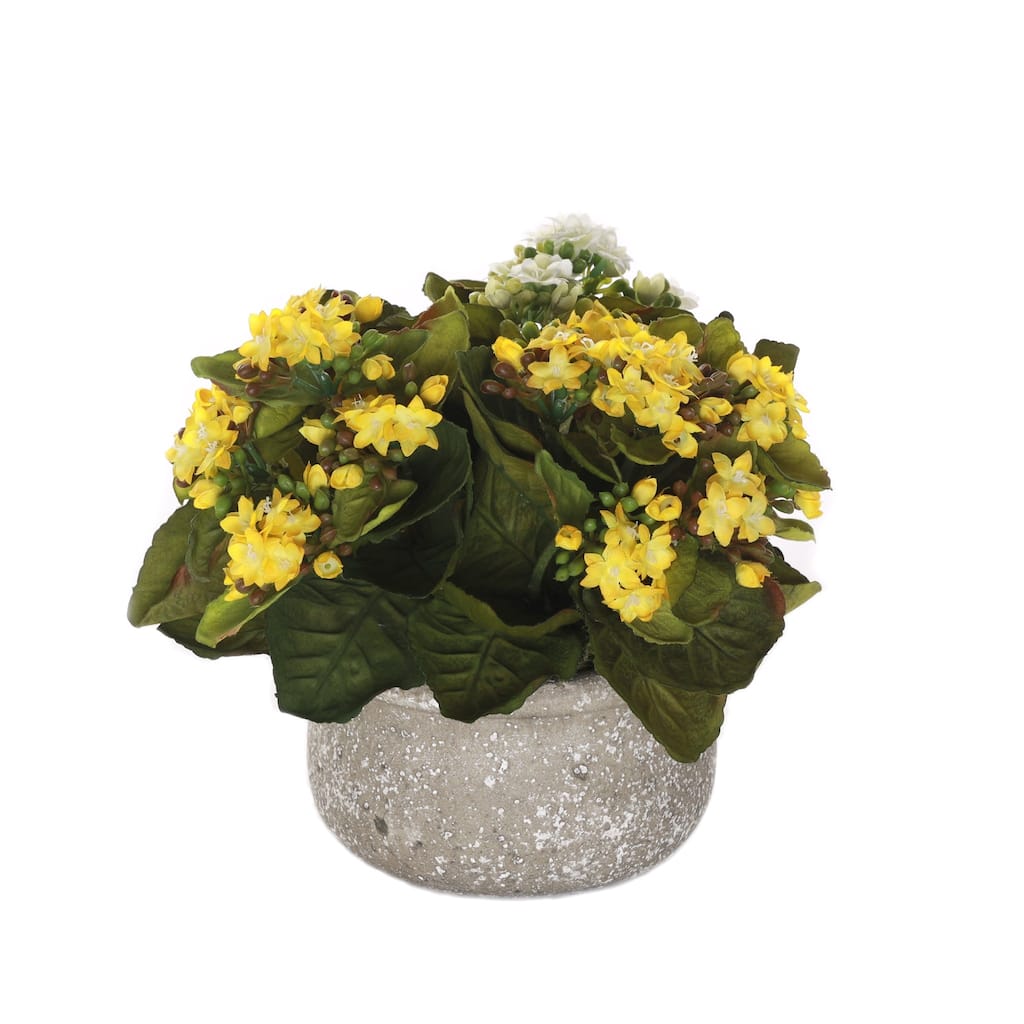 Kalanchoe Flower Bushes White, Yellow in Stone Round Pot - Yellow, white, green