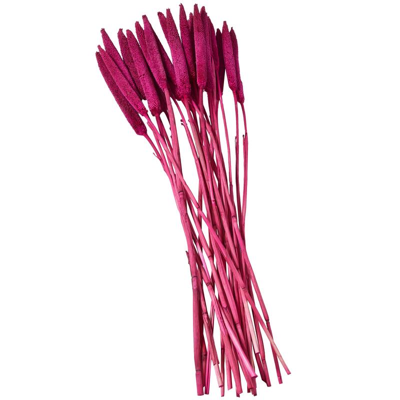 Dried Hogla Babala Bamboo Natural Foliage Collection - Multiple Colors
