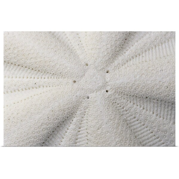 "Sand dollar" Poster Print