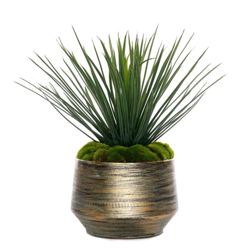 Whipple Yucca/Moss in Green Gold Metal Planter
