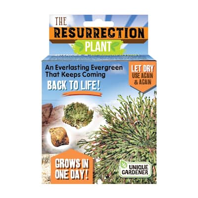 The Resurrection Plant - N/A