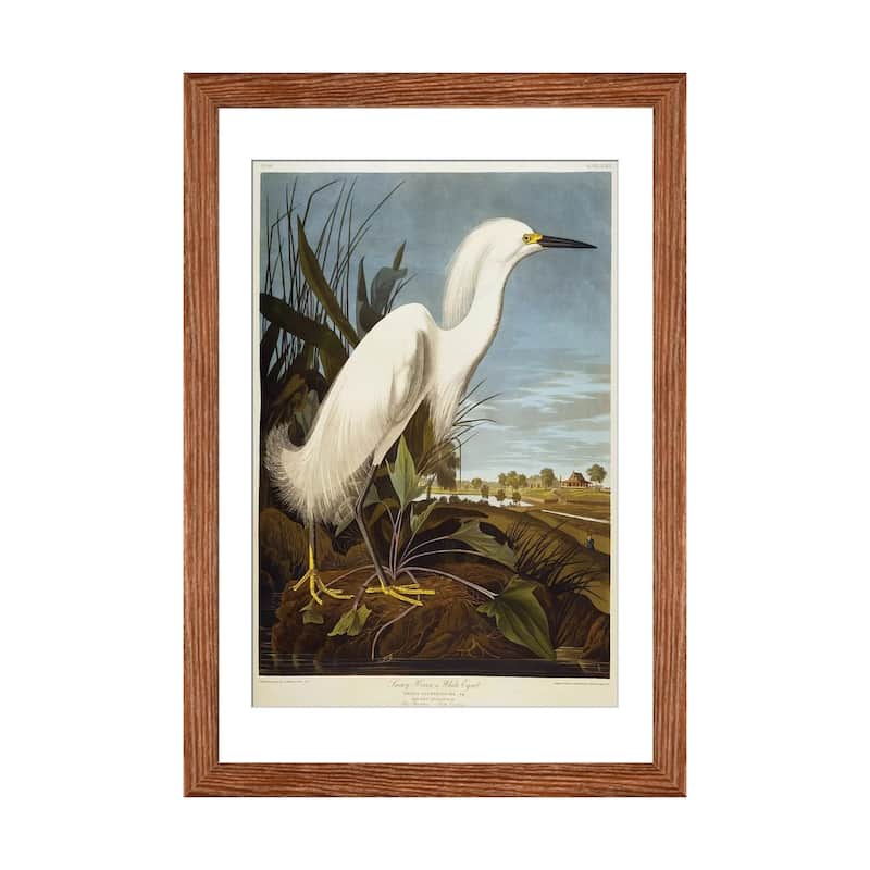 iCanvas "Snowy Heron Or White Egret / Snowy Egret " by John James Audubon - Walnut - 32x24x1