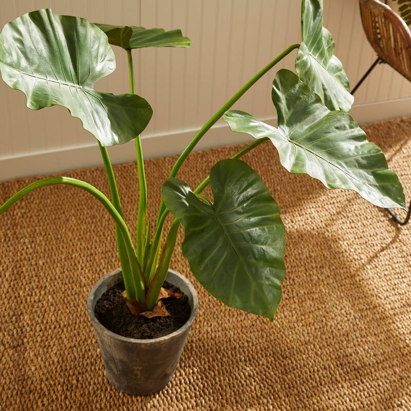 Alocasia Potted 42"