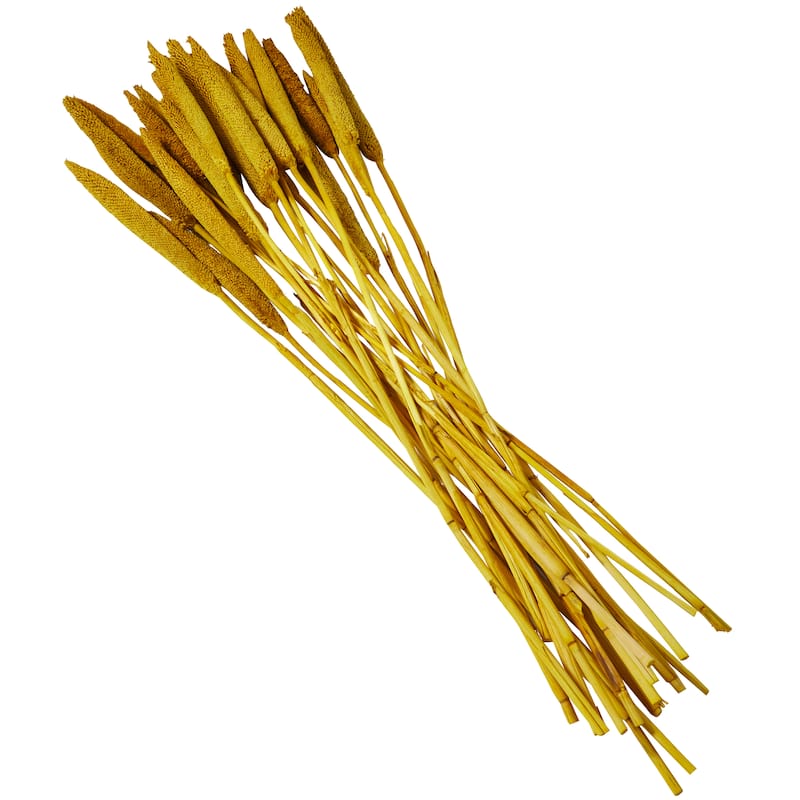 Dried Hogla Babala Bamboo Natural Foliage Collection - Multiple Colors